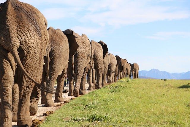 Knysna Elephant Park